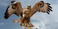 Camera on a Bird