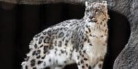 Leopard Eats Too Much