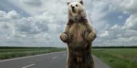 Bear walks like a human