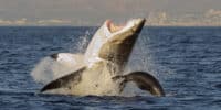 Shark and a Seal