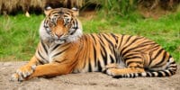 Goat and tiger become friends