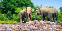 Elephants eat plastic