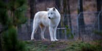 Scientists bring back dead wolves