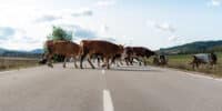 Cows on the road